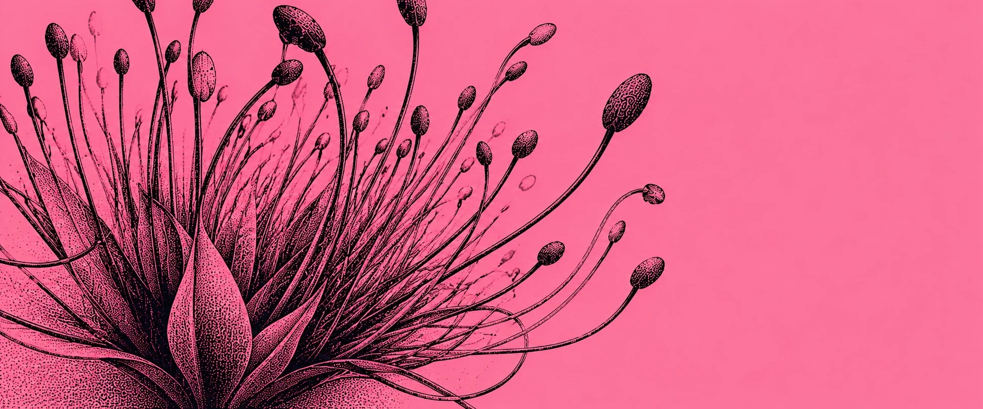 Botanical illustration of flowering plants against a pink background